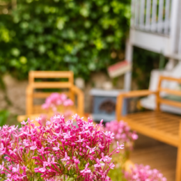 Photo extérieur vue jolie fleur