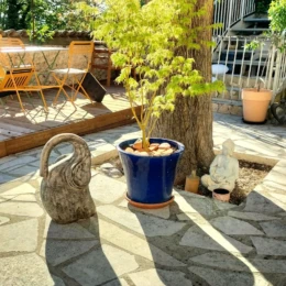 Terrasse ombragée de L’Arbre du Voyageur autour d’un grand arbre, avec plantes et décorations zen